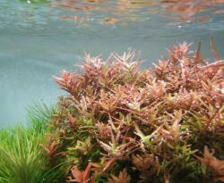 INVITAL Rotala russila orange juice (Cserép Ø 5, 5 cm)
