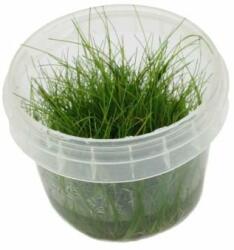 INVITAL Eleocharis acicularis (IN-VITRO pohár Ø 7 cm)