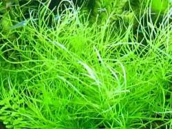 INVITAL Pogostemon octopus (Cserép Ø 5, 5 cm)