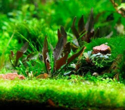 INVITAL Cryptocoryne walkerii (Cserép Ø 5, 5 cm)