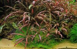 INVITAL Hygrophila pinnatifida (Cserép Ø 5, 5 cm)