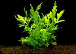 INVITAL Ceratopteris thalicroides (Cserép Ø 5, 5 cm)