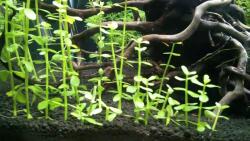 INVITAL Bacopa monniera (Cserép Ø 5, 5 cm)