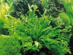 INVITAL Microsorium pteropus Windelov (Cserép Ø 5, 5 cm)