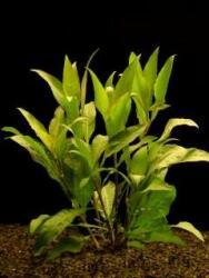 INVITAL Hygrophila guyanensis / nervata (Cserép Ø 5, 5 cm)