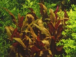 INVITAL Alternanthera rosaefolia (Cserép Ø 5, 5 cm)