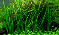 INVITAL Cyperus helferi (Cserép Ø 5, 5 cm)