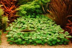 INVITAL Lobelia cardinalis (Cserép Ø 5, 5 cm)