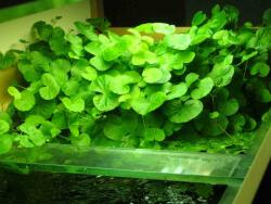 INVITAL Hydrocotyle leucocephala (Cserép Ø 5, 5 cm)