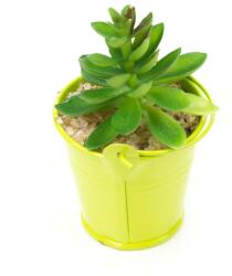 Pami Accessories Planta suculenta artificiala in ghiveci F419-298-7 Pami Flower 5x5 cm Verde