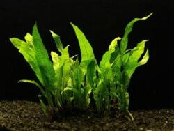 INVITAL Microsorium pteropus (Cserép Ø 5, 5 cm)