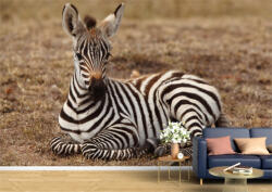 Persona Tapet Premium Canvas - Zebra in jungla - tapet-canvas - 170,00 RON