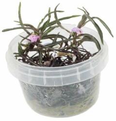 INVITAL Hygrophila Araguaia (IN-VITRO pohár Ø 7 cm)