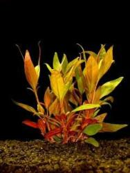 INVITAL Alternanthera lilacina (Cserép Ø 5, 5 cm)