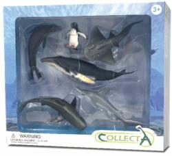 CollectA Set 6 figurine Viata Marina - Collecta (COL84050WB) - ookee