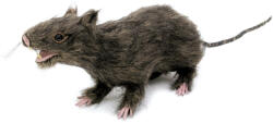 Europalms Rat, lifelike with coat 30cm (83314136)