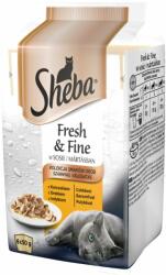 Sheba Fresh & Fine in sauce 72 x 50g cu pui, păsări de curte, curcan