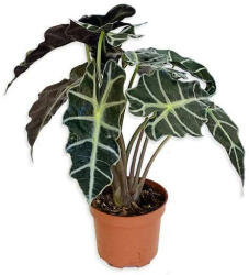 Alocasia ránclevél 12 cm-es cserépben kb. 30 cm magas
