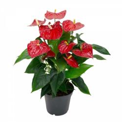  Anthurium Flamingóvirág 12 cm-es cserépben kb. 40 cm magas