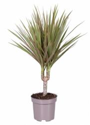  Dracaena Marginata Bicolor sárkányfa 12 cm-es cserépben kb. 50 cm magas