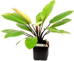 Tropica növény - Echinodorus 'Rosé' XL (33-072B-XL)