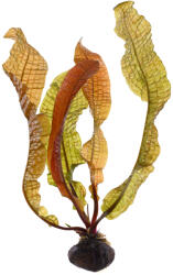 Tropica növény - Aponogeton boivinianus köteg (33-088-KN)