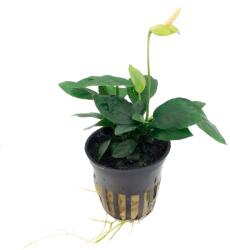 Tropica növény - Anubias barteri var. nana PCS (Előrecsomagolt) (33-101-PCS)