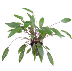 Tropica növény - Cryptocoryne beckettii 'petchii (33-108A)