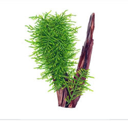Tropica növény - Taxiphyllum sp. 'Spiky' moha (33-003G-POR)