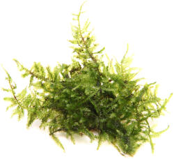 Dennerle Plants növény - Vesicularia montagnei Christmas moha (zselés) (30065-44)