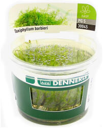 Dennerle Plants növény - Taxiphyllum barbieri moha (zselés) (30045-44)