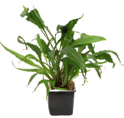 Tropica növény - Microsorum pteropus XL (33-008-XL)