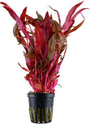 Tropica növény - Alternanthera reineckii 'Pink' (roseafolia) (33-023)