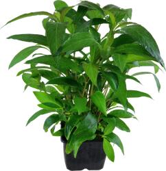 Tropica növény - Hygrophila corymbosa 'Stricta' XL (33-053A-XL)