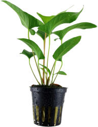 Tropica növény - Anubias gracilis (33-101D)
