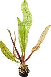 Tropica növény - Aponogeton Madagascariensis köteg (33-089-KN)