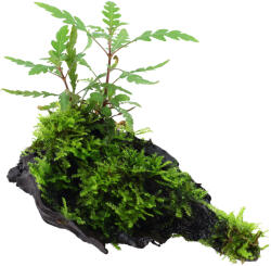 Tropica növény - Hygrophila pinnatifida és moha vasfára kötözve (33-051A-YWS)