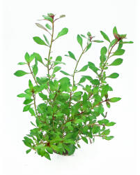 Dennerle Plants növény - Ludwigia repens 'Rubin (950-44)
