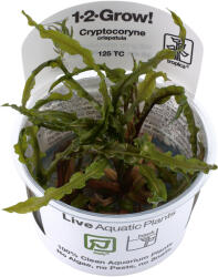 Tropica növény - Cryptocoryne crispatula TC (zselés) (33-125-TC)