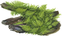 Tropica növény - Vesicularia dubyana 'Christmas' moha (33-003A-POR)