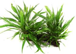 Tropica növény - Microsorum pteropus vasfára kötözve -XL (33-008-YWX)