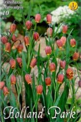 Fritillaria uva-vulpis asszír kockásliliom virághagymák