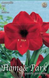 Hippeastrum Amaryllis Red piros amarillisz virághagyma 5