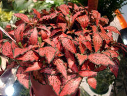 INVITAL Fittonia Rood (Cserép Ø 5, 5 cm)