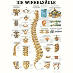  Anatómiai Plakát: A Gerinc (Die Wirbelsäule) (SGY-51010006-XX) - sportgyogyaszati