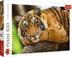 Trefl Tigris portré 500 db-os (37397)