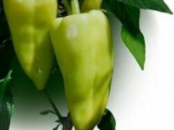 Duna-R Garam F1 5000 szem