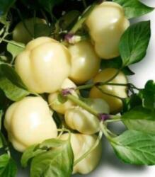 Duna-R Eszter F1 250 szem