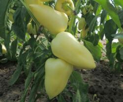 Duna-R Sobri F1 250 szem