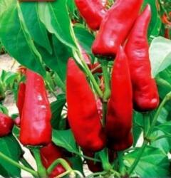 ZKI KALDÓM 10.000 szem